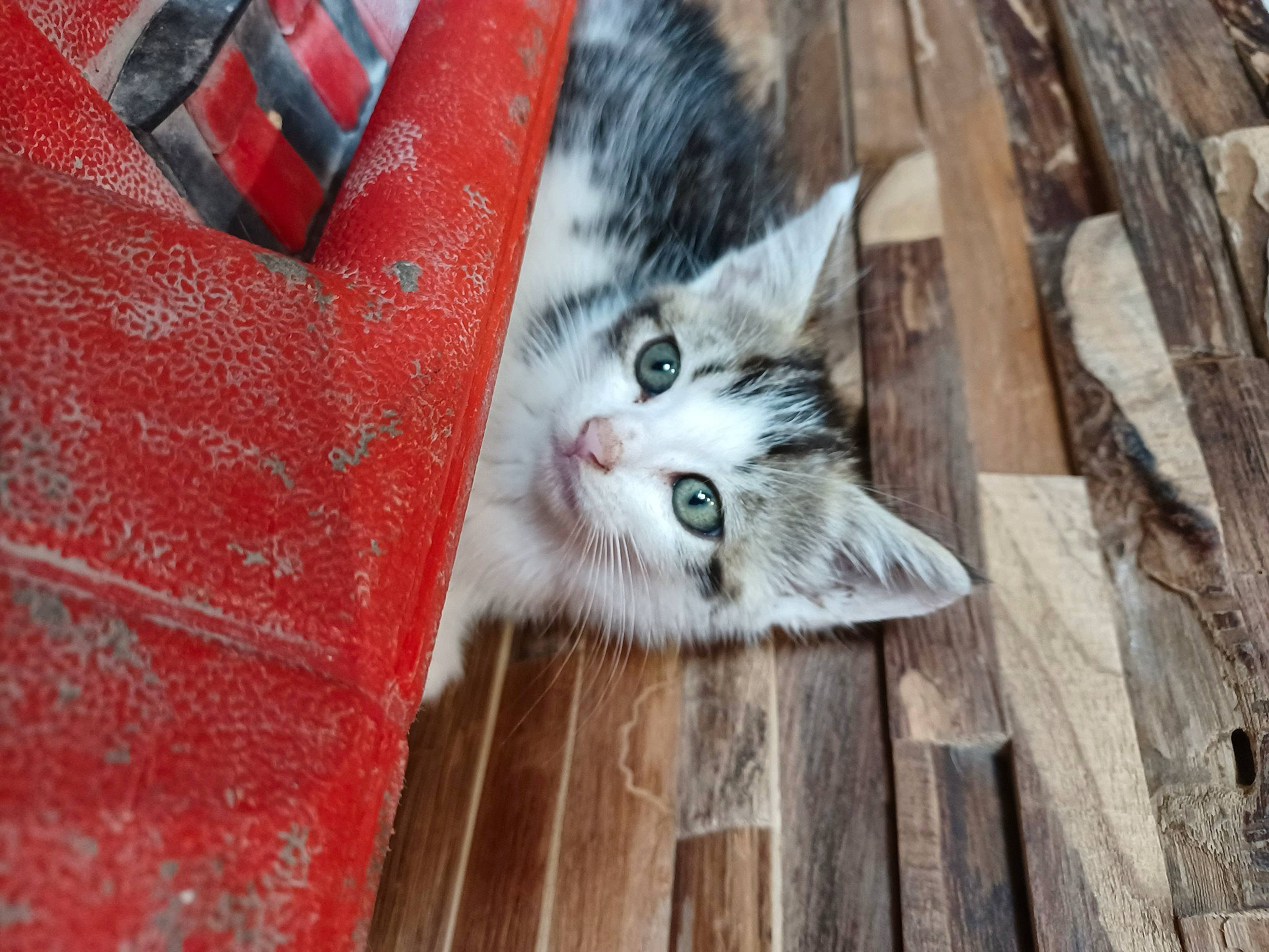 Churros participe au concours pour gagner de l'argent avec cette photo : carnivore, cat, claw, domestic_short_haired_cat, eye, fawn, felidae, floor, flooring, fur, grass, grey, hardwood, paw, plank, small_to_medium_sized_cats, snout, tail, whiskers, wood