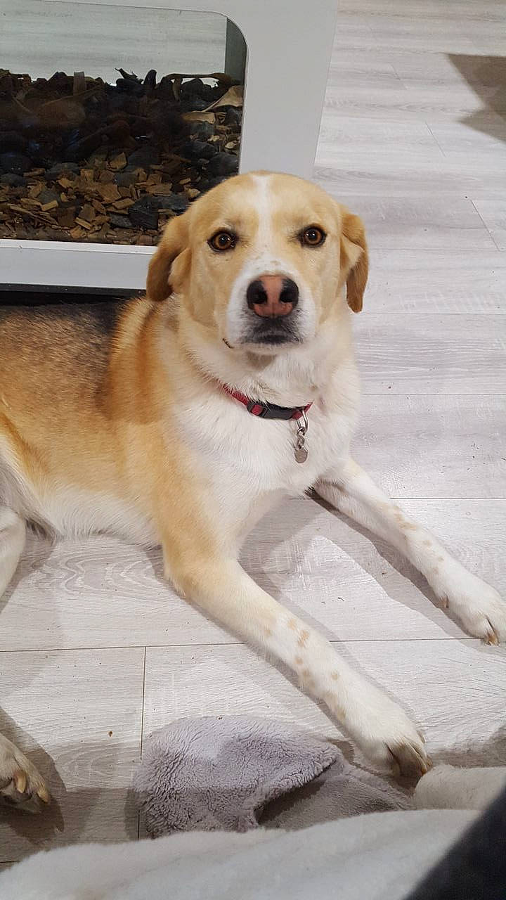 Khéops participe au concours pour gagner de l'argent avec cette photo : canidae, carnivore, collar, companion_dog, dog, dog_breed, dog_collar, fawn, fur, gun_dog, labrador_retriever, pet_supply, plant, retriever, snout, sporting_group, street_dog, tail, whiskers, wood