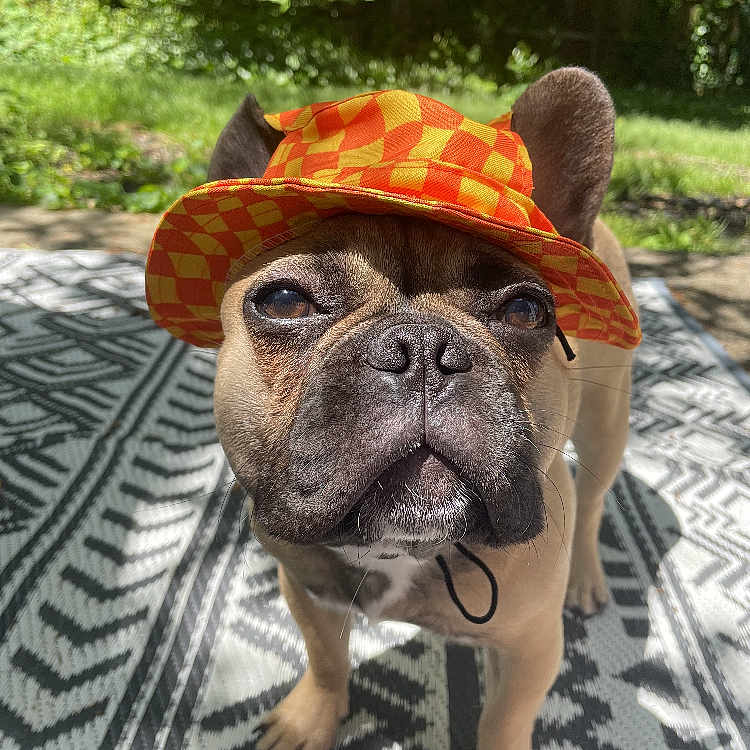 Bello is registered to the contest to win money with this photo: animal, boxer, bulldog, canine, cap, clothing, dog, face, frenchbulldog, hat, head, hound, person, pet, photography, pitbull, portrait, pug, puppy, sunhat