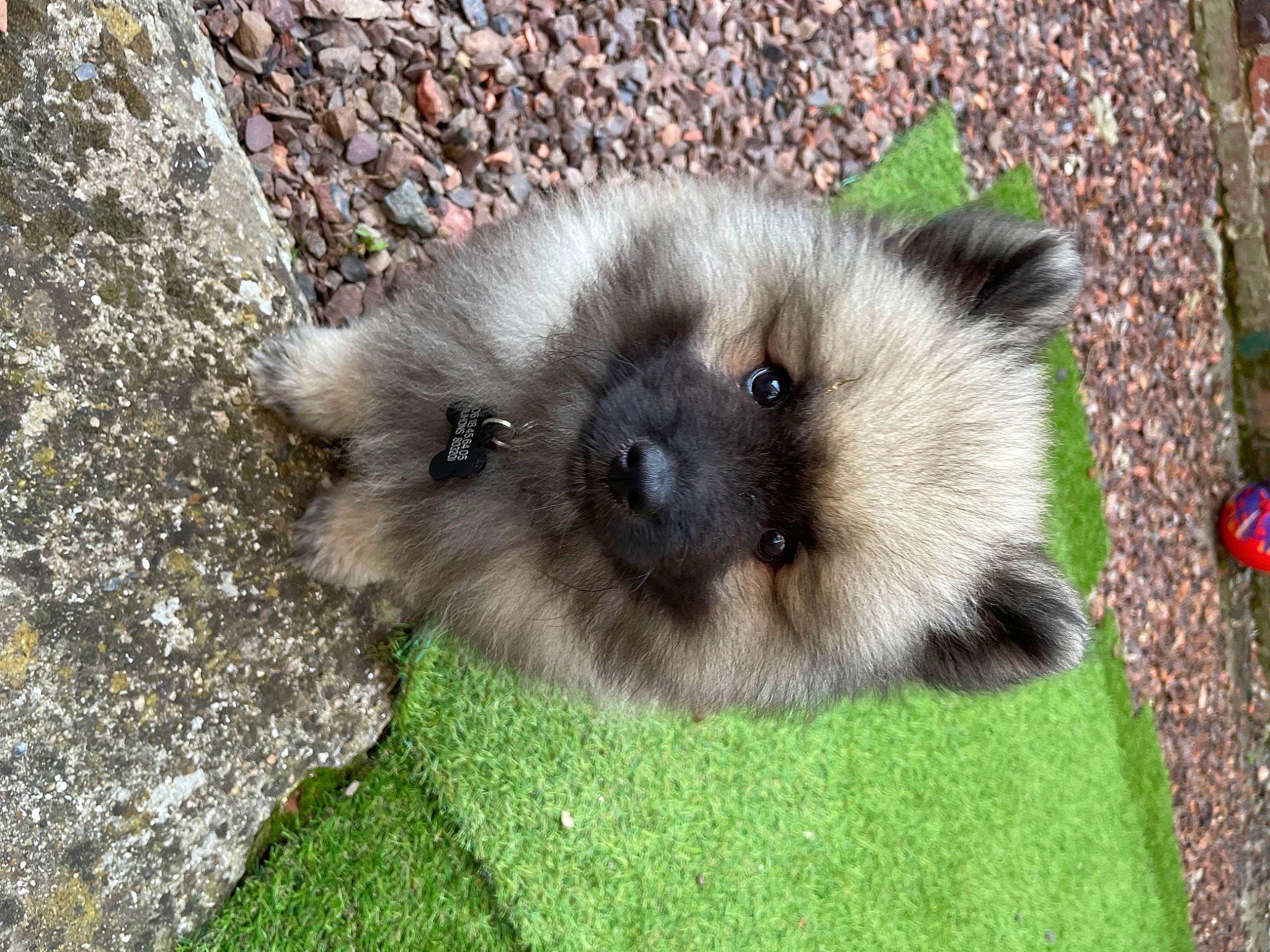 Uby a rejoint le concours — aidez-le/la à gagner de superbes lots ! canidae, carnivore, dog, dog_breed, fawn, fur, german_spitz_mittel, grass, keeshond, non_sporting_group, snout, terrestrial_animal, whiskers, wildlife