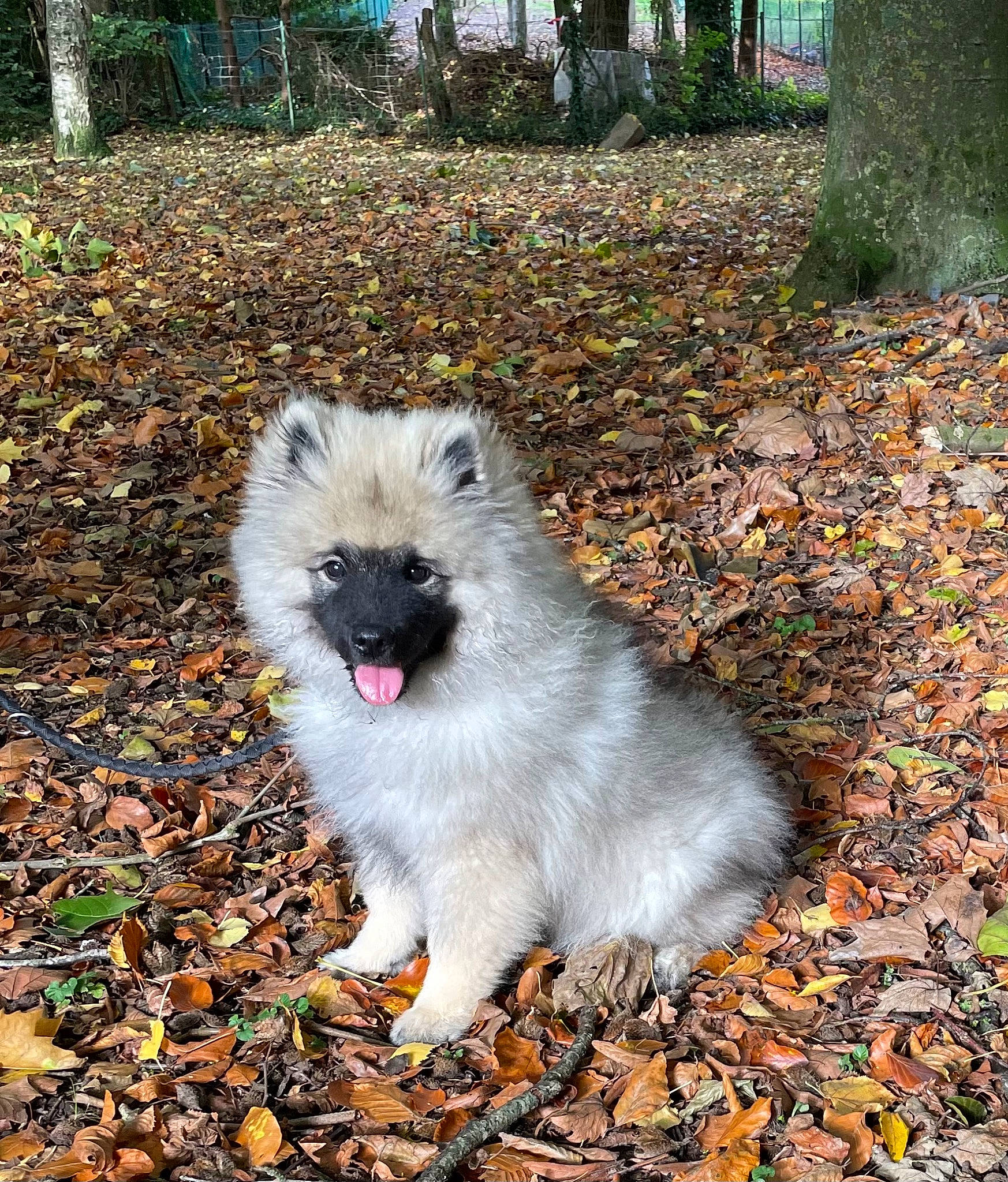 Uby a rejoint le concours — aidez-le/la à gagner de superbes lots ! botany, canidae, carnivore, companion_dog, dog_breed, event, fawn, fur, grass, marsupial, non_sporting_group, plant, snout, soil, tail, terrestrial_animal, tree, whiskers, wildlife