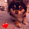 dog, small_dog, bed, indoor, pet, fluffy, cute, animal, lying_down, looking_at_camera, ears_up, heart_emoji, warm_lighting, cozy, fur, face, paws, expression, curious, close_up