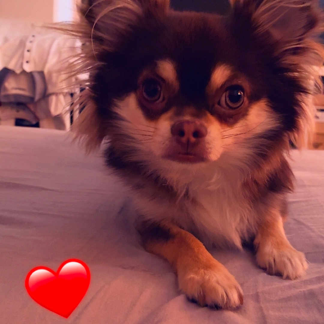 Oliver participe au concours pour gagner de l'argent avec cette photo : dog, small_dog, bed, indoor, pet, fluffy, cute, animal, lying_down, looking_at_camera, ears_up, heart_emoji, warm_lighting, cozy, fur, face, paws, expression, curious, close_up