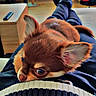 Oliver a rejoint le concours — aidez-le/la à gagner de superbes lots ! puppy, dog, small_dog, brown_fur, ears, indoors, person, legs, clothing, sweater, lap, resting, cute, pet, home, wooden_furniture, remote_control, floor, relaxing, cozy