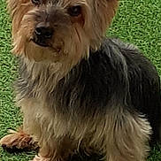 Hermès a rejoint le concours — aidez-le/la à gagner de superbes lots ! adorable, animal, canine, companion, curious, cute, dog, domestic_animal, ears, eyes, fluffy, friendly, fur, grass, outdoor, pet, portrait, sitting, small_dog, yorkshire_terrier