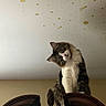 cat, wooden_cabinet, ceiling, stars, comets, curious, fur, indoor, pet, animal, head_tilt, brown, white, decor, furniture, whiskers, playful, looking_down, domestic_cat, cute