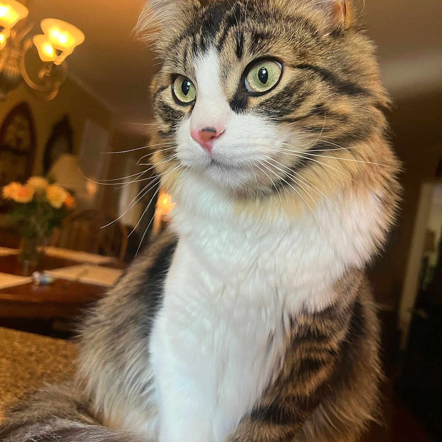 Kenny is registered to the contest to win money with this photo: cat, fluffy, tabby, white_fur, indoor, pet, animal, feline, closeup, portrait, whiskers, green_eyes, curious, soft_fur, domestic, cozy, warm_lighting, chandelier, flowers, table