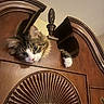 Kenny is registered to the contest to win money with this photo: cat, feline, wooden_furniture, headboard, curious, paw, indoor, pet, animal, closeup, brown, decorative, ornate, face, whiskers, ears, eyes, cute, household, looking