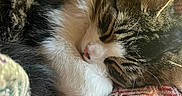 Kenny joined the competition — help win amazing prizes! cat, sleeping, cozy, fur, whiskers, blanket, patterned_textile, closeup, indoor, resting, pet, tabby, white_paws, relaxed, cute, animal, soft_light, warm_tones, feline, peaceful