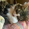 cat, sleeping, cozy, fur, whiskers, blanket, patterned_textile, closeup, indoor, resting, pet, tabby, white_paws, relaxed, cute, animal, soft_light, warm_tones, feline, peaceful