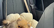 Plush participe au concours pour gagner de l'argent avec cette photo : pomeranian, puppy, dog, pet_bed, car_seat, toy, pink_toy, interior, car, seatbelt, window, fur, cute, small_dog, fluffy, relaxed, animal, canine, cozy, travel