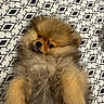Plush participe au concours pour gagner de l'argent avec cette photo : dog, pomeranian, fluffy, pet, lying_down, bedspread, pattern, black_and_white, fur, cute, animal, small_dog, relaxed, indoors, portrait, face, paw, sleepy, cozy, domestic_animal