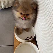 Plush participe au concours pour gagner de l'argent avec cette photo : puppy, dog, pomeranian, fluffy, food_bowl, water_bowl, pet_bed, tongue_out, indoor, tile_floor, cozy, small_dog, cute, fur, animal, pet, waiting, feeding, companion, domestic