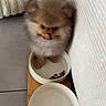puppy, dog, pomeranian, fluffy, food_bowl, water_bowl, pet_bed, tongue_out, indoor, tile_floor, cozy, small_dog, cute, fur, animal, pet, waiting, feeding, companion, domestic