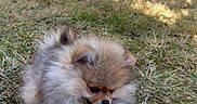 Plush participe au concours pour gagner de l'argent avec cette photo : animal, canine, cute, dog, fluffy, fur, garden, grass, nature, outdoor, pet, playful, pomeranian, puppy, resting, small_dog, summer, sunlight, tongue_out, tree