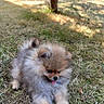 Plush participe au concours pour gagner de l'argent avec cette photo : dog, puppy, pomeranian, fluffy, grass, outdoor, tree, sunlight, tongue_out, pet, cute, animal, nature, garden, fur, small_dog, canine, playful, resting, summer