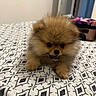 puppy, dog, pomeranian, fluffy, bedspread, indoor, pet, cute, small, animal, face, fur, playful, resting, adorable, brown, black_nose, eyes, paws, home