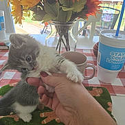 Paisley joined the competition — help win amazing prizes! animal, baby, beverage, cat, coffee, coffeecup, cup, daisy, diningtable, flower, flowerarrangement, flowerbouquet, furniture, kitten, person, pet, petal, plant, pottedplant, pottery