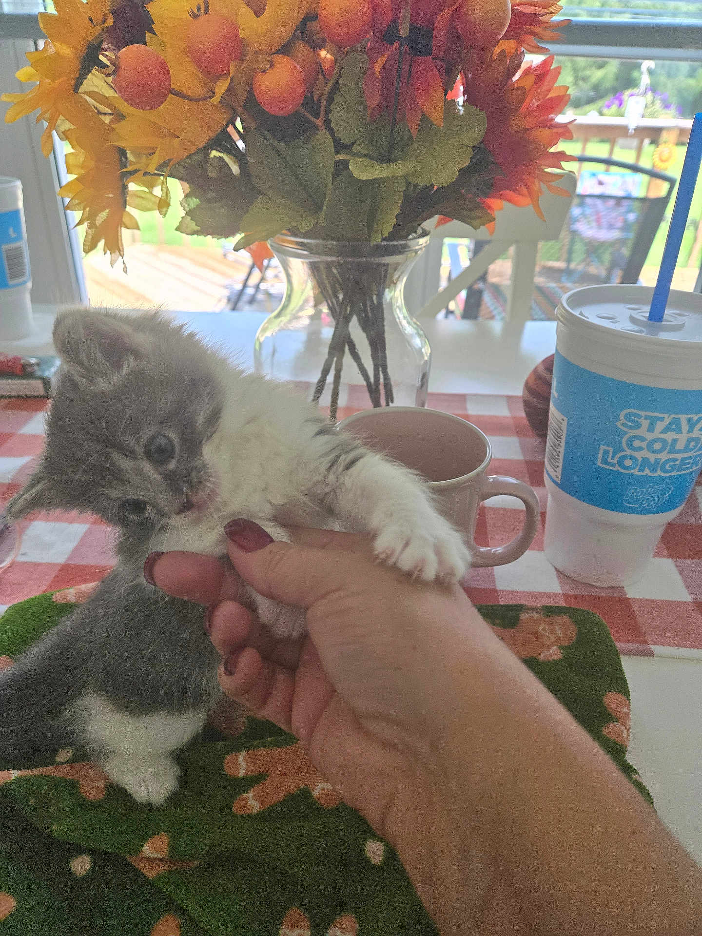 Paisley joined the competition — help win amazing prizes! animal, baby, beverage, cat, coffee, coffeecup, cup, daisy, diningtable, flower, flowerarrangement, flowerbouquet, furniture, kitten, person, pet, petal, plant, pottedplant, pottery