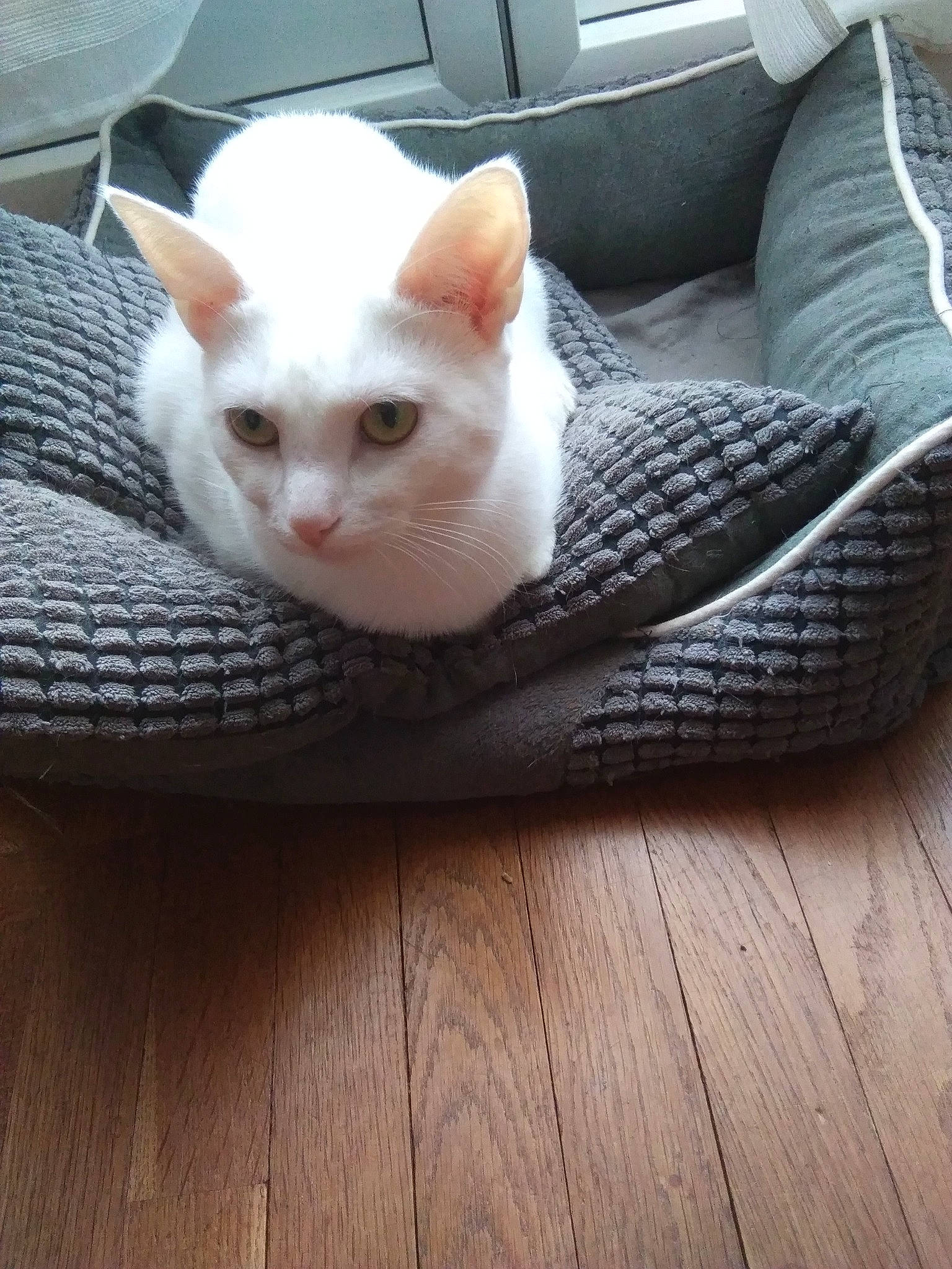 Ducat a rejoint le concours — aidez-le/la à gagner de superbes lots ! asian, carnivore, cat, colorpoint_shorthair, domestic_short_haired_cat, european_shorthair, fawn, felidae, floor, flooring, german_rex, hardwood, khao_manee, kitten, mammal, small_to_medium_sized_cats, turkish_angora, turkish_van, whiskers, wood