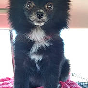 Siggy is registered to the contest to win money with this photo: affenpinscher, animal, blanket, canine, chihuahua, cockerspaniel, dog, eskimodog, husky, papillon, pet, puppy