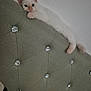 Na-San a rejoint le concours — aidez-le/la à gagner de superbes lots ! kitten, cat, blue_eyes, white_fur, headboard, upholstered_furniture, crystal_buttons, bedroom, resting, curious, indoor, feline, pet, cute, small_animal, lying_down, soft_fur, relaxed, home, cozy