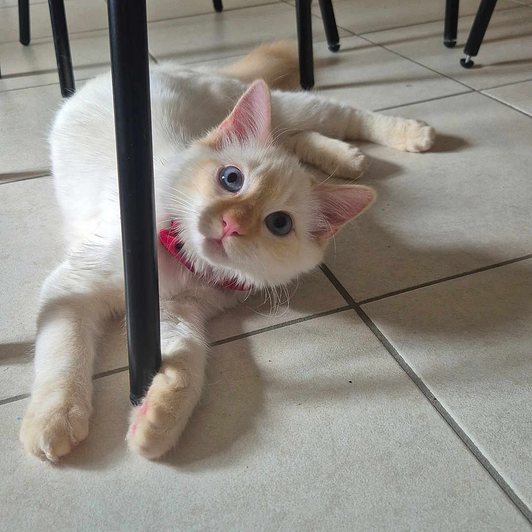 Na-San participe au concours pour gagner de l'argent avec cette photo : animal, blue_eyes, cat, chair_leg, collar, cute, domestic, feline, floor, fur, home, indoor, kitten, paws, pet, playful, relaxed, tile, whiskers, young_cat