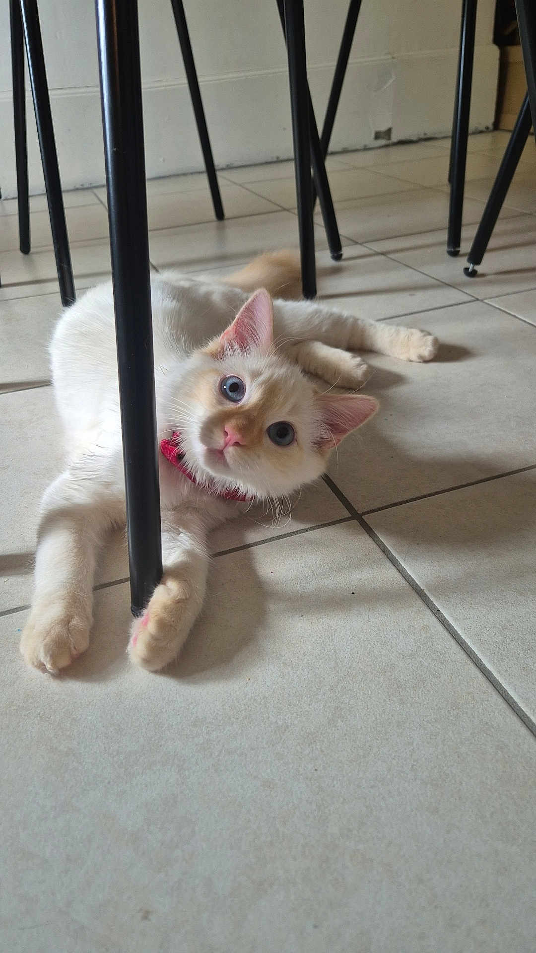 Na-San participe au concours pour gagner de l'argent avec cette photo : kitten, cat, blue_eyes, collar, indoor, floor, tile, chair_leg, playful, fur, pet, cute, animal, whiskers, paws, relaxed, home, domestic, feline, young_cat