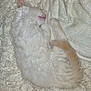 cat, kitten, sleeping, white_fur, orange_tail, blanket, cozy, fur, pet, animal, resting, cute, indoor, soft, curled_up, nap, comfort, texture, closeup, relaxation