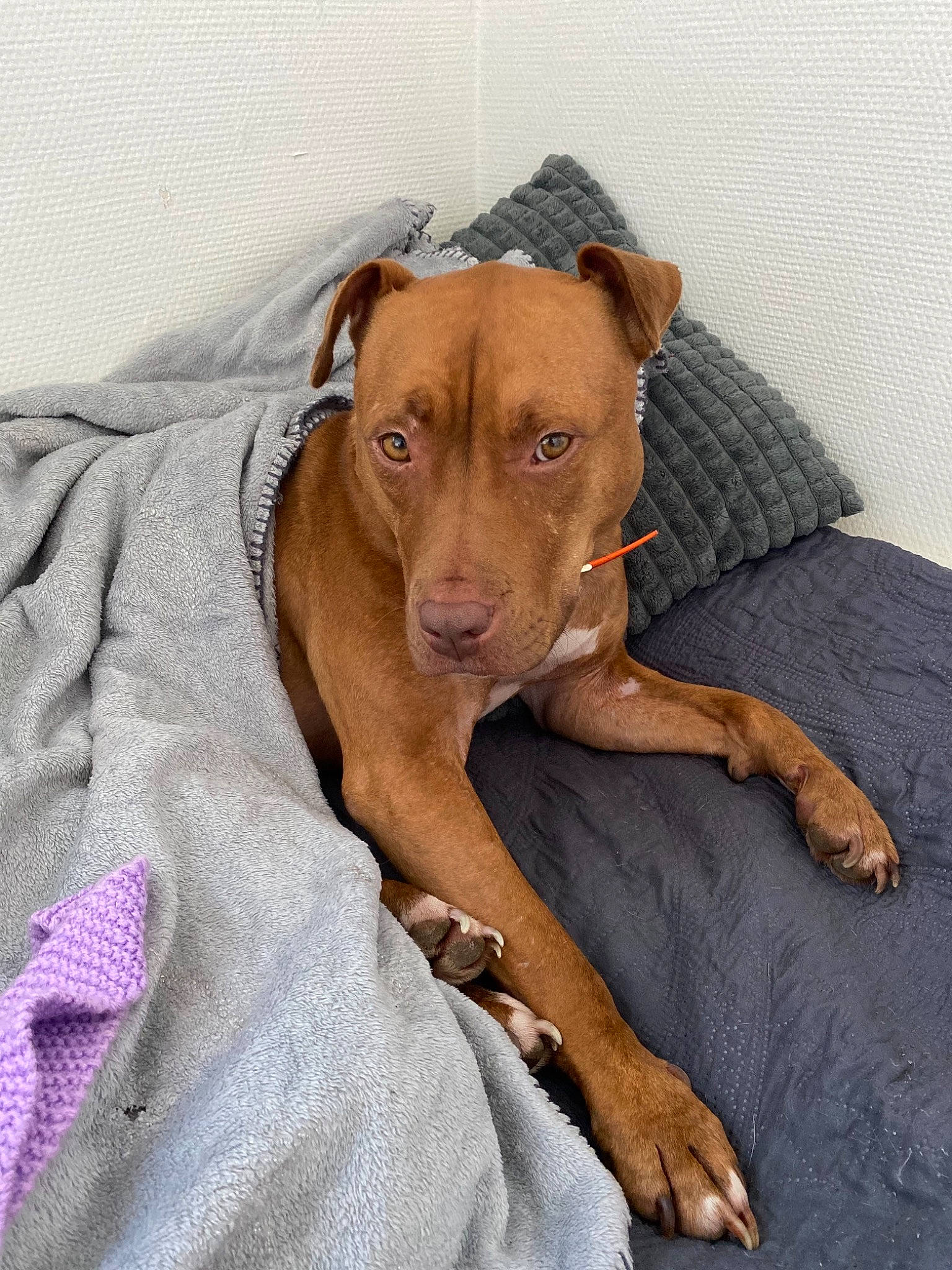 Ouna a rejoint le concours — aidez-le/la à gagner de superbes lots ! canidae, carnivore, collar, comfort, companion_dog, dog, dog_breed, dog_supply, ear, fawn, fur, hunting_dog, liver, non_sporting_group, pet_supply, puppy, sporting_group, terrestrial_animal, whiskers, working_animal