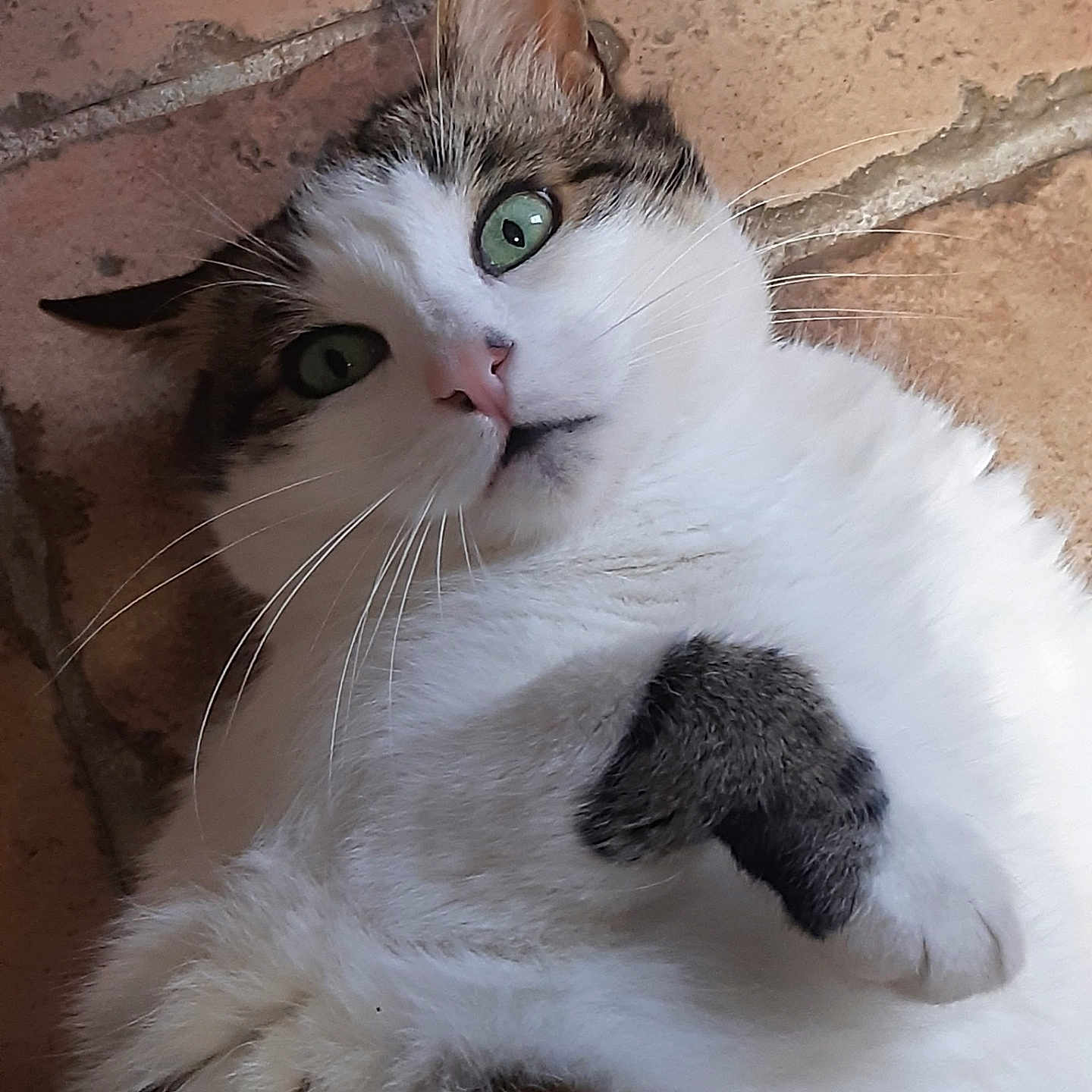 Nicole participe au concours pour gagner de l'argent avec cette photo : abyssinian, angora, animal, architecture, brick, building, cat, flagstone, kitten, manx, path, person, pet, siamese, slate, sleeping, walkway, wall, white, wood