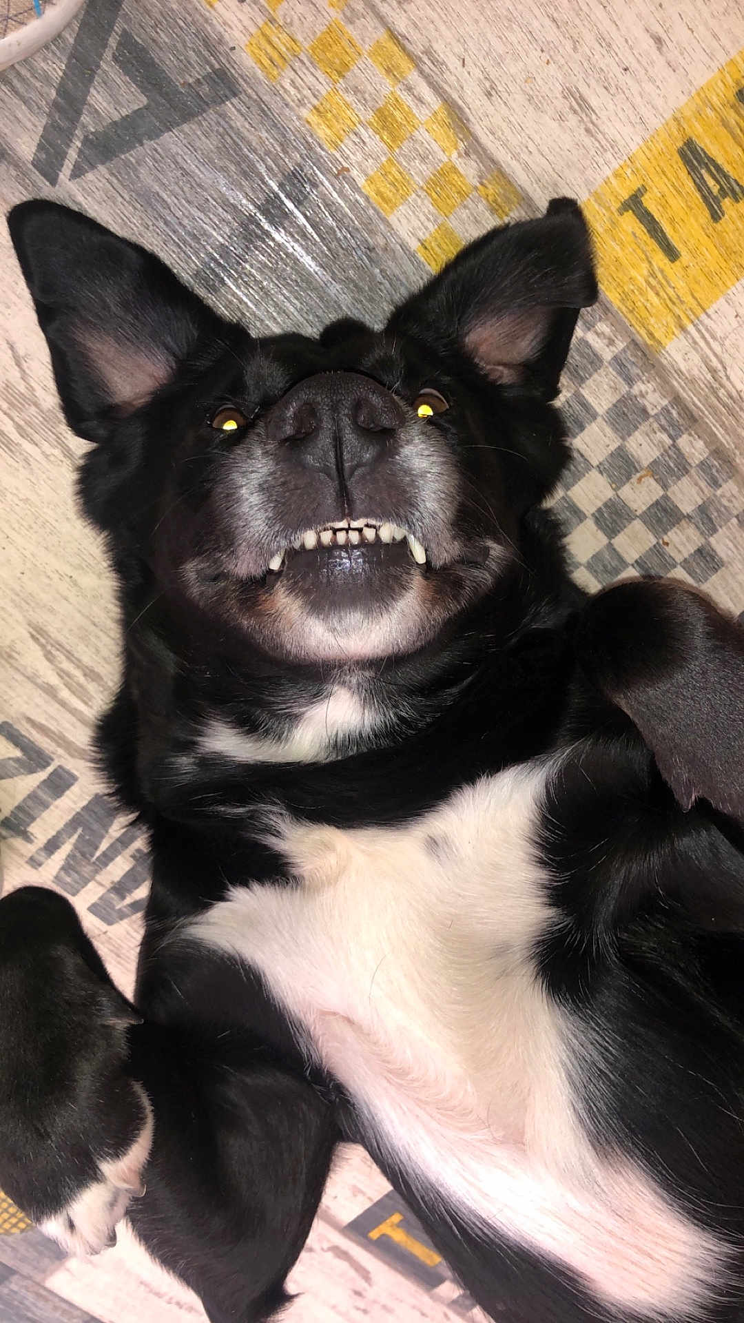 Mayka participe au concours pour gagner de l'argent avec cette photo : dog, black_and_white, lying_down, playful, teeth, ears, face, pet, floor, wooden_floor, indoor, glowing_eyes, fur, canine, close_up, animal, cute, happy, smiling, portrait