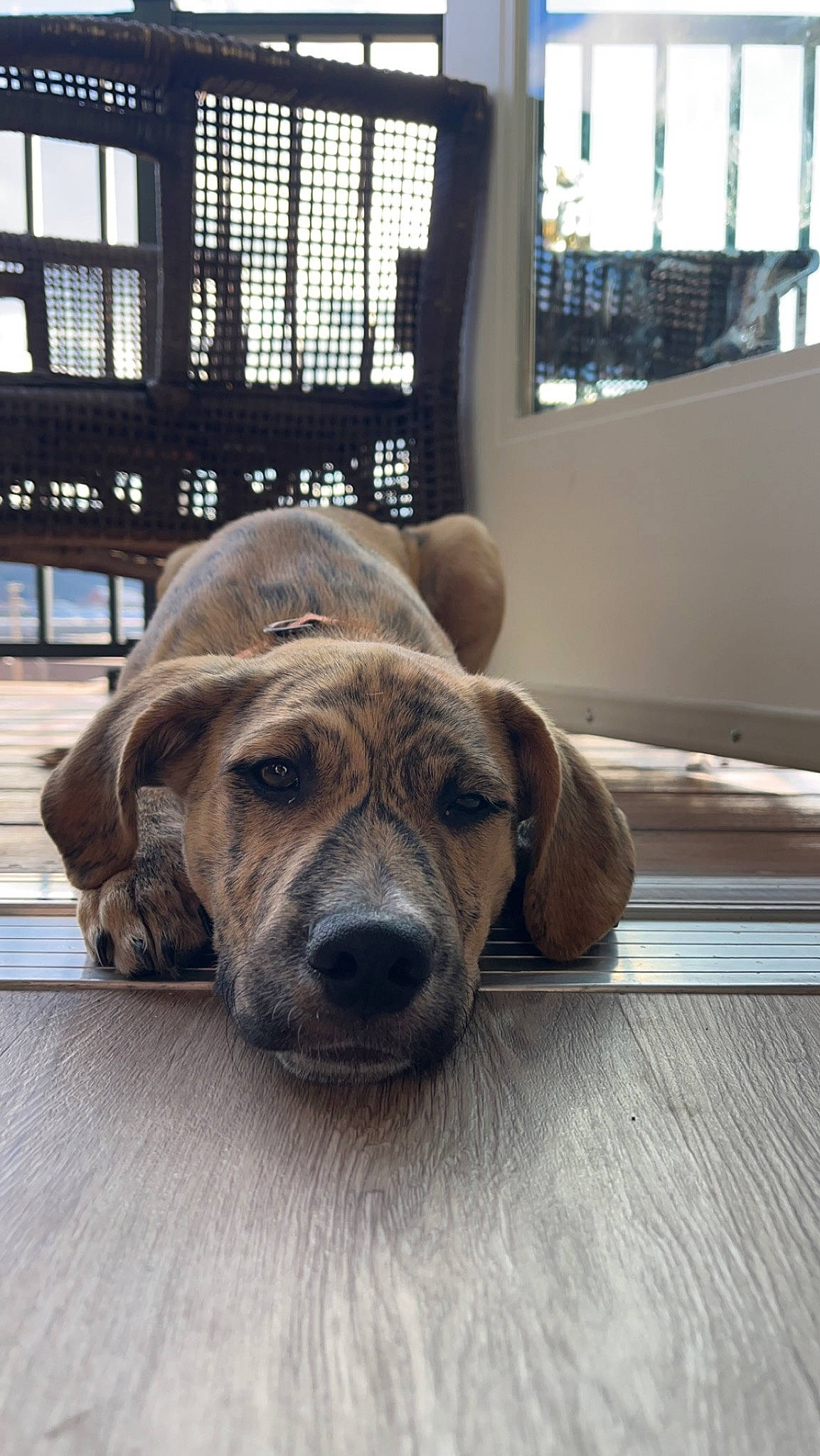 Henry is registered to the contest to win money with this photo: canidae, carnivore, comfort, companion_dog, dog, dog_breed, fawn, flooring, fur, hardwood, liver, metal, snout, sporting_group, table, whiskers, window, window_blind, wood, working_animal