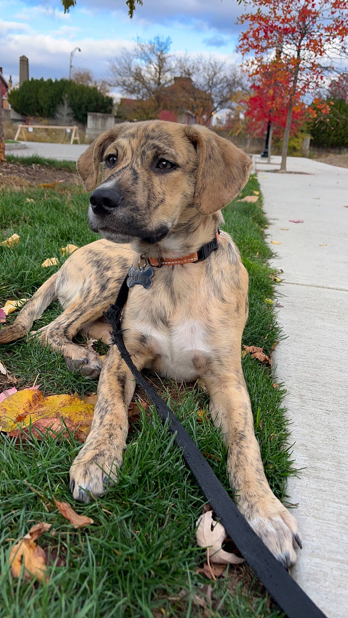 Henry joined the competition — help win amazing prizes! ancient_dog_breeds, carnivore, cloud, companion_dog, dog, dog_breed, grass, gun_dog, hunting_dog, plant, puppy, sky, tail, tree, working_animal, working_dog