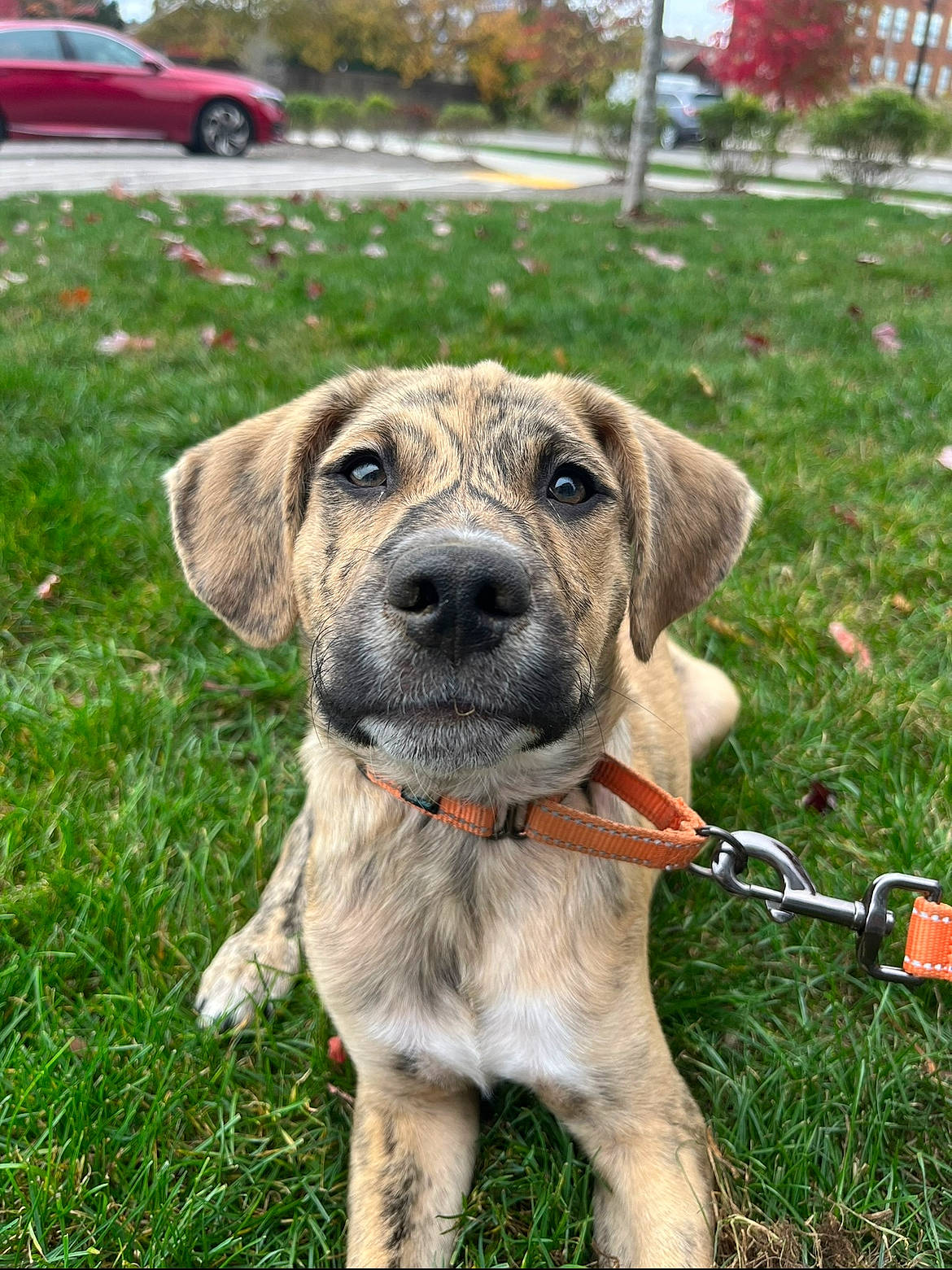 Henry joined the competition — help win amazing prizes! car, carnivore, collar, companion_dog, dog, dog_breed, dog_collar, family_car, grass, guard_dog, plant, tire, tree, vehicle, wheel, working_animal, working_dog, wrinkle