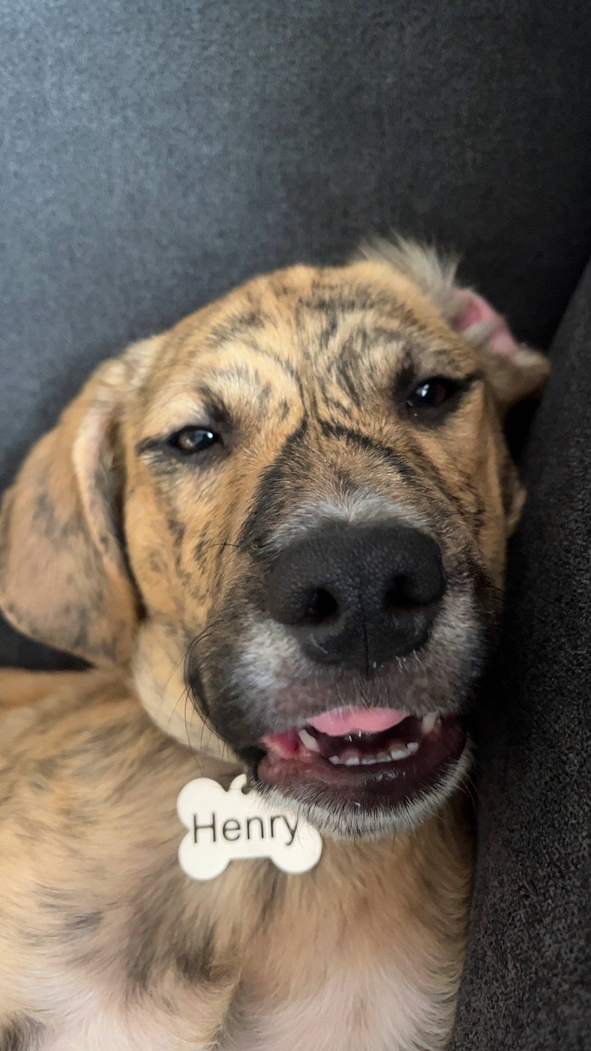 Henry is registered to the contest to win money with this photo: ancient_dog_breeds, carnivore, companion_dog, dog, dog_breed, fawn, fur, guard_dog, snout, sporting_group, whiskers, working_dog