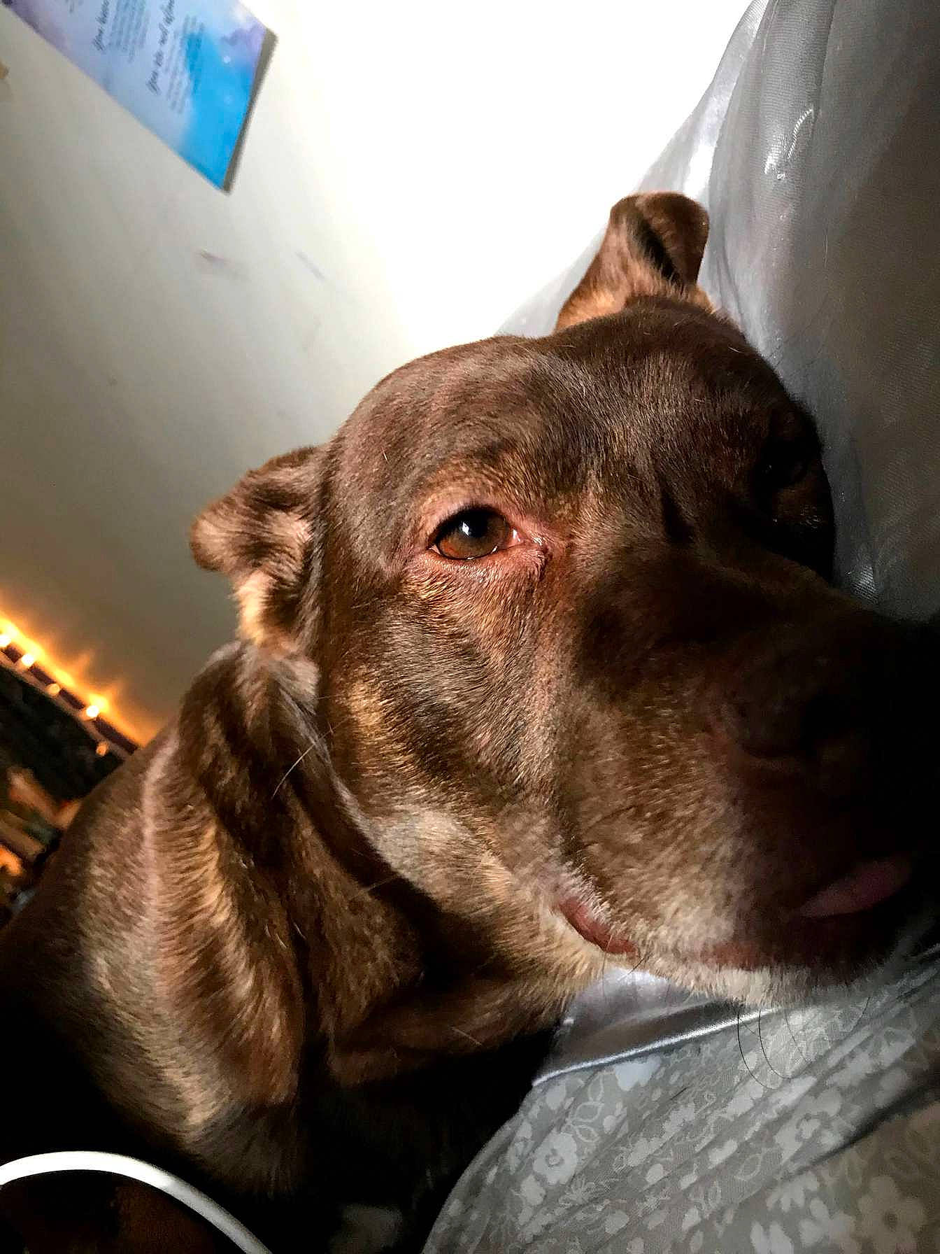 Max is registered to the contest to win money with this photo: canidae, carnivore, collar, companion_dog, dog, dog_breed, dog_collar, ear, fawn, fur, guard_dog, liver, non_sporting_group, snout, sporting_group, terrestrial_animal, whiskers, working_animal, working_dog