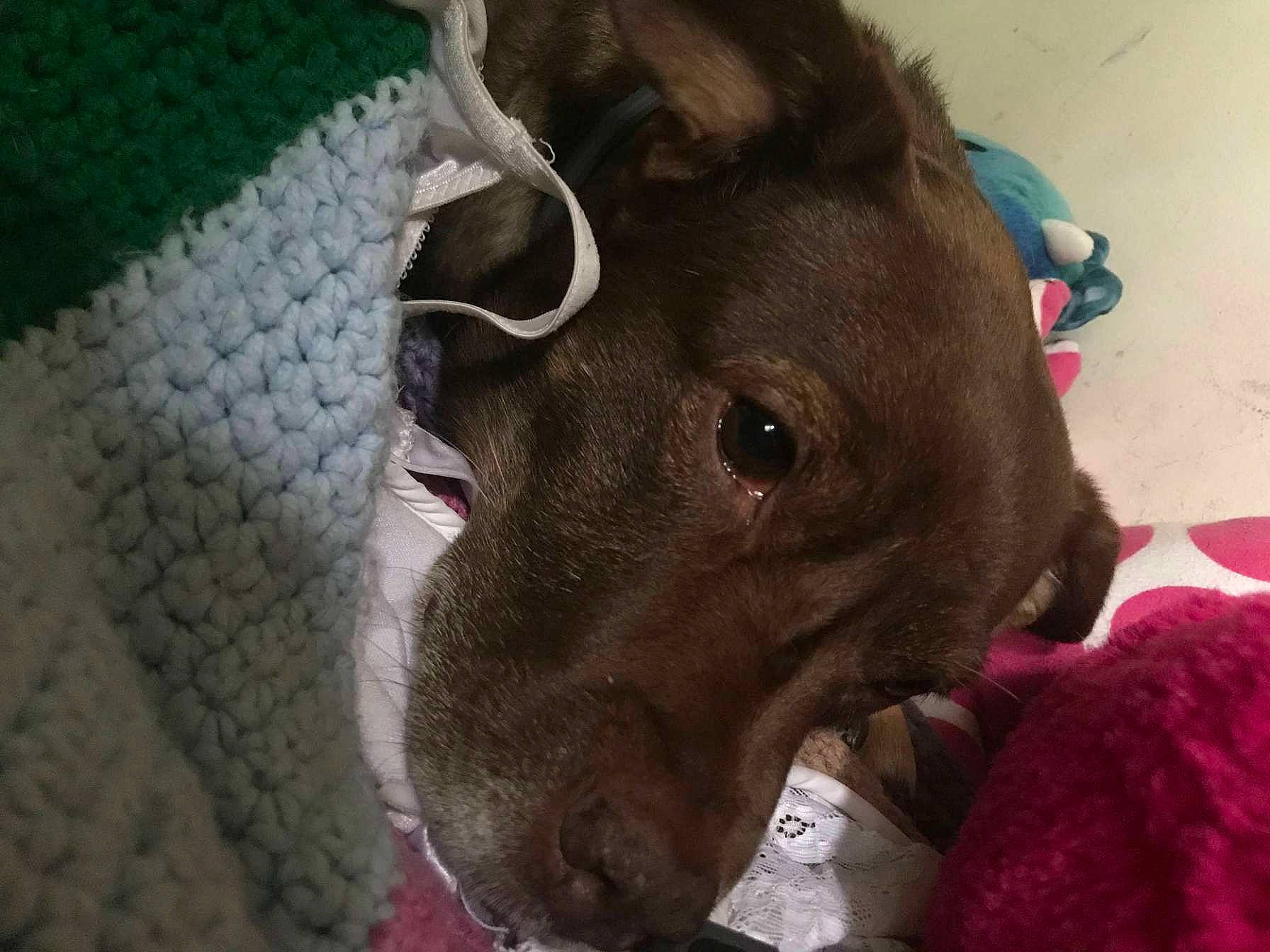 Max is registered to the contest to win money with this photo: canidae, carnivore, collar, companion_dog, dog, dog_breed, ear, eyelash, fawn, fur, liver, magenta, non_sporting_group, pet_supply, snout, sporting_group, terrestrial_animal, whiskers, working_animal, woven_fabric