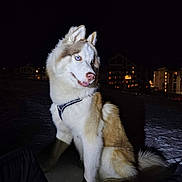 Voltaire a rejoint le concours — aidez-le/la à gagner de superbes lots ! dog, husky, siberian_husky, pet, animal, blue_eyes, fur, white_fur, brown_fur, harness, sitting, tongue_out, night, snow, outdoors, buildings, city_lights, portrait, tail, paws