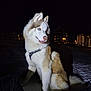 dog, husky, siberian_husky, pet, animal, blue_eyes, fur, white_fur, brown_fur, harness, sitting, tongue_out, night, snow, outdoors, buildings, city_lights, portrait, tail, paws