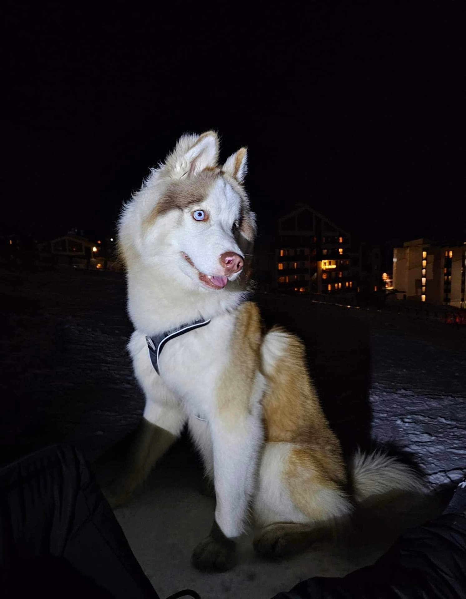 Voltaire a rejoint le concours — aidez-le/la à gagner de superbes lots ! dog, husky, siberian_husky, pet, animal, blue_eyes, fur, white_fur, brown_fur, harness, sitting, tongue_out, night, snow, outdoors, buildings, city_lights, portrait, tail, paws