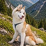animal, blue_eyes, canine, dog, forest, fur, grass, happy, husky, mountain, nature, outdoor, pet, rock, scenic, sitting, sky, sunny, trail, wildflowers
