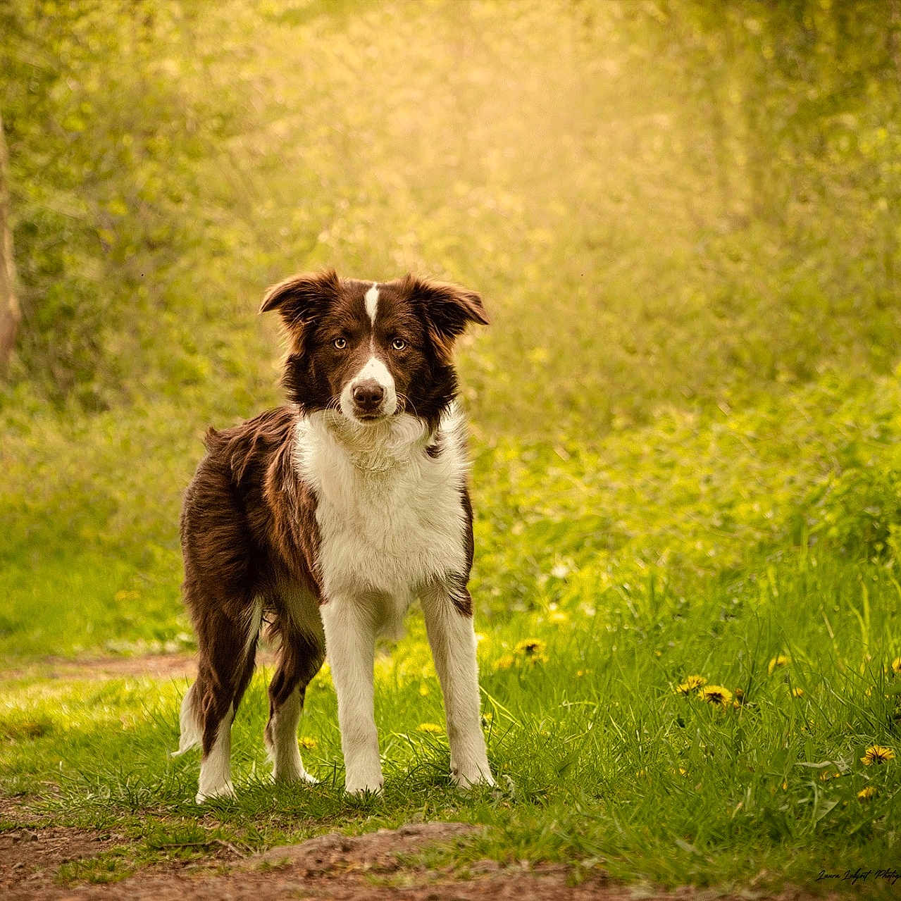 Sally a rejoint le concours — aidez-le/la à gagner de superbes lots ! animal, canine, collie, countryside, dog, field, flower, grass, grassland, herbal, herbs, land, nature, outdoors, pet, plant, puppy, tree, vegetation, woodland