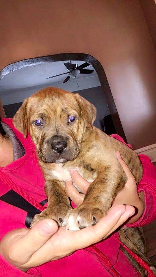 Chuck joined the competition — help win amazing prizes! canidae, carnivore, chair, comfort, companion_dog, dog, dog_breed, fawn, fur, guard_dog, liver, paw, sitting, sporting_group, whiskers, working_animal, working_dog, wrinkle