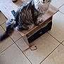 cat, tabby_cat, wooden_table, jar, remote_control, tile_floor, shoe, toy, indoor, pet, feline, fur, whiskers, ears, amber_eyes, tail, cozy_room, household_items, floor, sitting