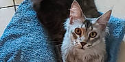 Yuna participe au concours pour gagner de l'argent avec cette photo : cat, gray_cat, towel, floor, tile_floor, pet, animal, fur, whiskers, ears, tail, curious, indoor, domestic, relaxed, orange_eyes, looking_up, paws, cute, feline