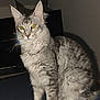 cat, silver_tabby, green_eyes, fluffy_fur, sitting, indoor, shadow, television, bed, feline, pet, animal, whiskers, ears, fur_pattern, domestic_cat, looking_away, furniture, home, night