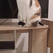 Cookie a rejoint le concours — aidez-le/la à gagner de superbes lots ! cat, calico_cat, pet, animal, indoor, wooden_table, tv_screen, furniture, curious, sitting, fur, domestic_animal, calm, box, modern, electronics, shadow, table_leg, household, resting