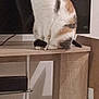 cat, calico_cat, pet, animal, indoor, wooden_table, tv_screen, furniture, curious, sitting, fur, domestic_animal, calm, box, modern, electronics, shadow, table_leg, household, resting