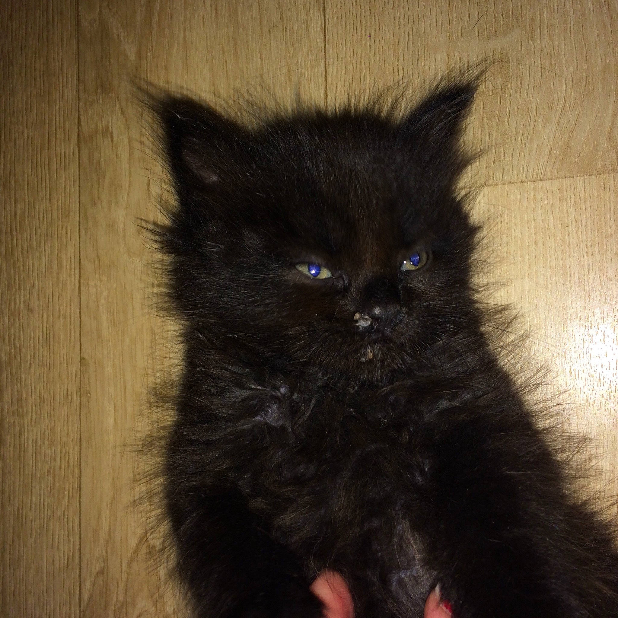 Prunelle participe au concours pour gagner de l'argent avec cette photo : asian, asian_semi_longhair, black, black_cat, bombay, carnivore, cat, domestic_long_haired_cat, eye, felidae, fur, kitten, mammal, norwegian_forest_cat, persian, small_to_medium_sized_cats, snout, tail, vertebrate, whiskers